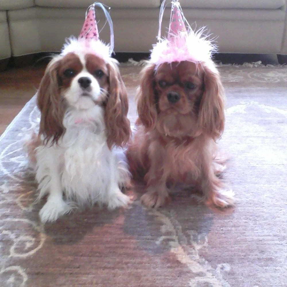 Pink Star Party Hats with Feathers for a Dog Party or Halloween